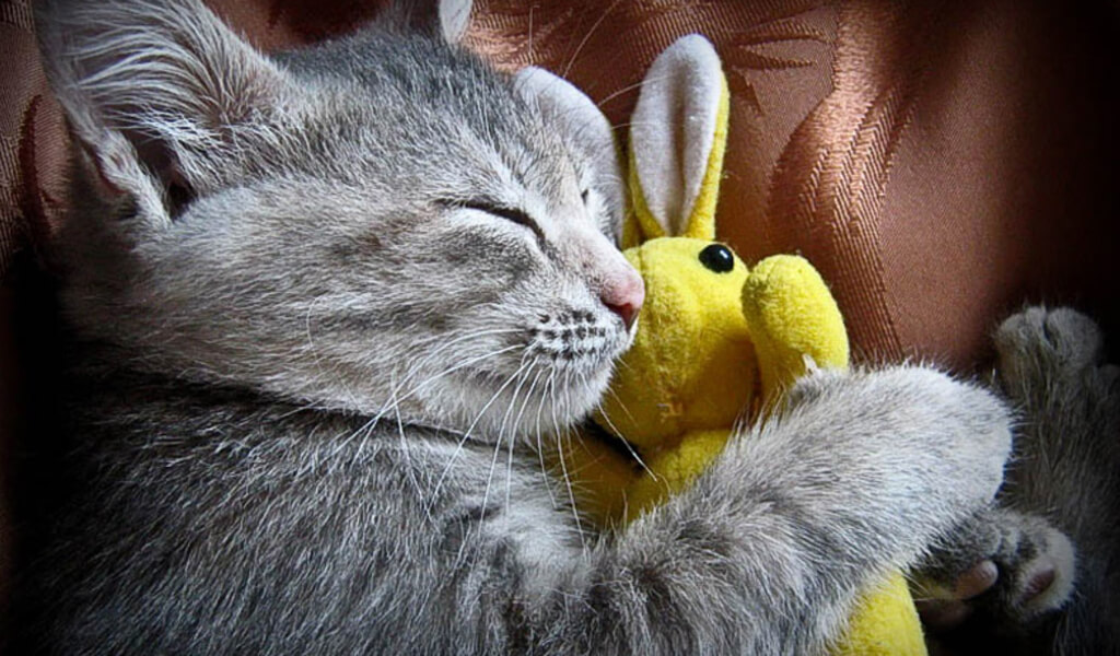 Cách ít người biết để dạy mèo đi vệ sinh đúng chỗ