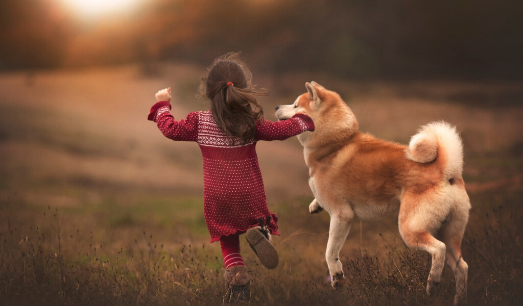 Có Nên Chọn Nuôi Chó Shiba Inu? Hướng Dẫn Cách Nuôi Từ A-Z